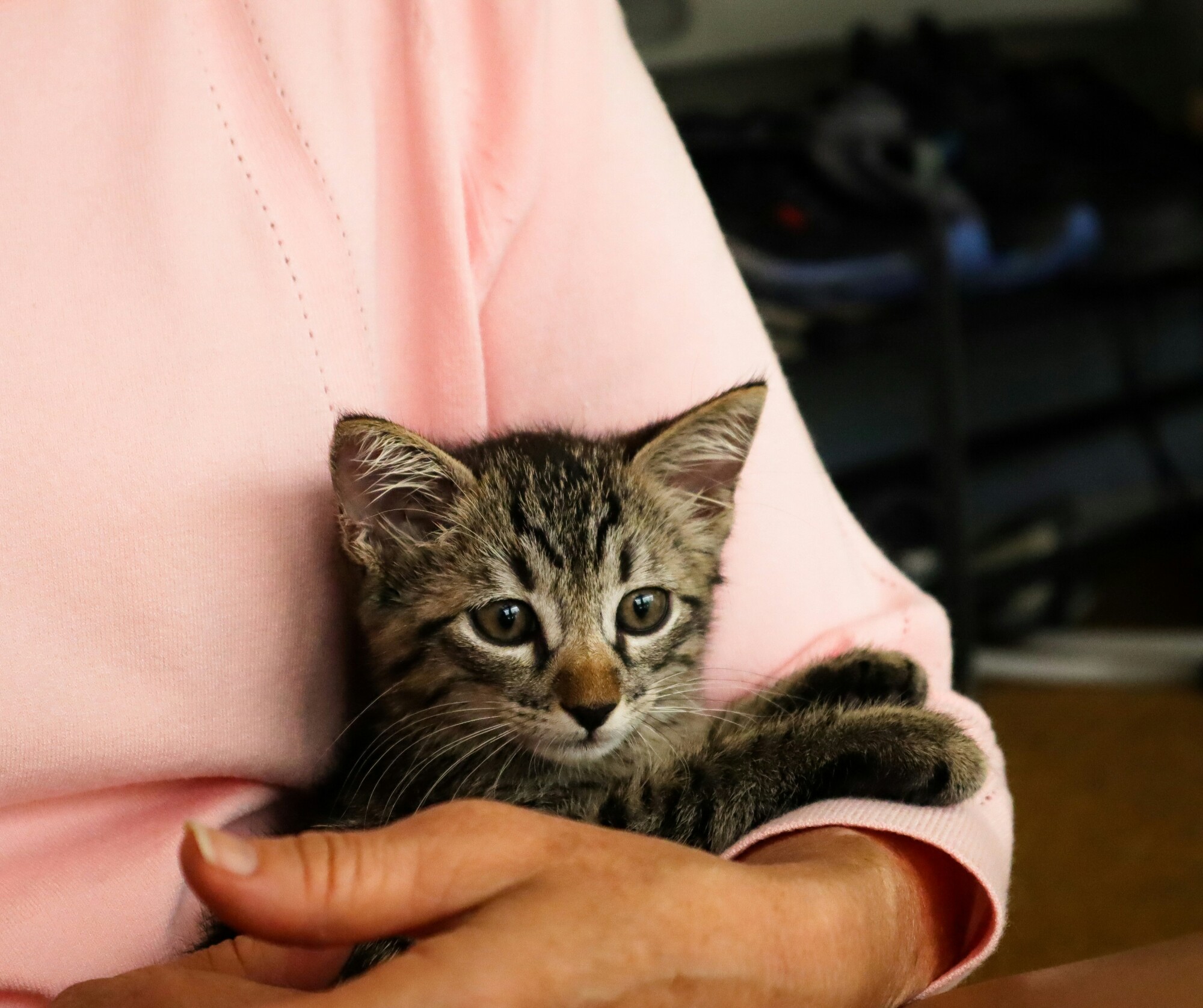 Support Animals: A Guide for Property Owners in Dothan, Alabama