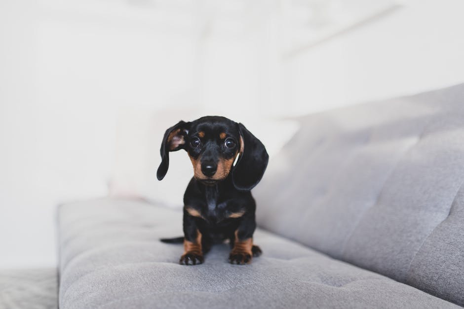 The Pros and Cons of Allowing Pets in a Rental Property